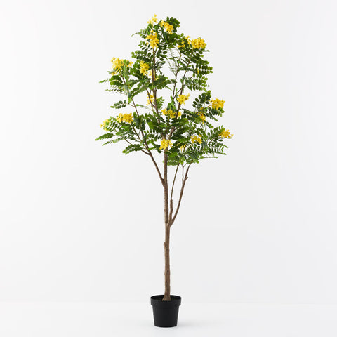 Home / Collections / Cassia Glauca Tree 210cm