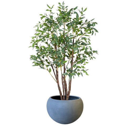 Eucalyptus Seed Tree 210cm