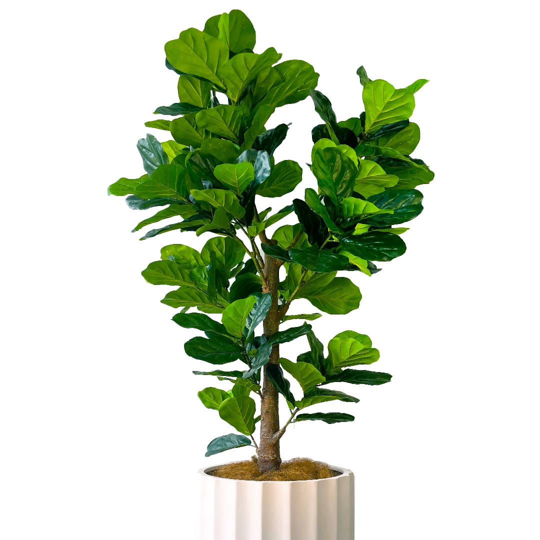 Fiddle Leaf Tree 1.83m