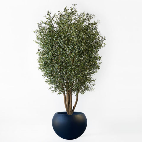 Olive Tree 300cm