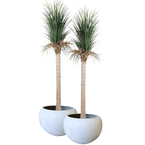 Pair Bundle - 2 x Grass Yucca Tree UV 220cm