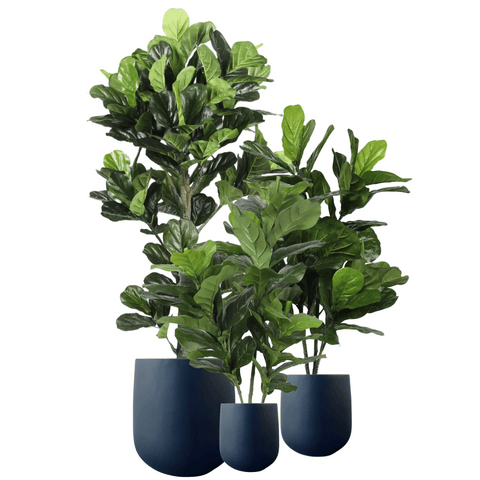 Triple Plant Bundle - 3 x Fiddle Ficus Leaf Plants (S,M,L)