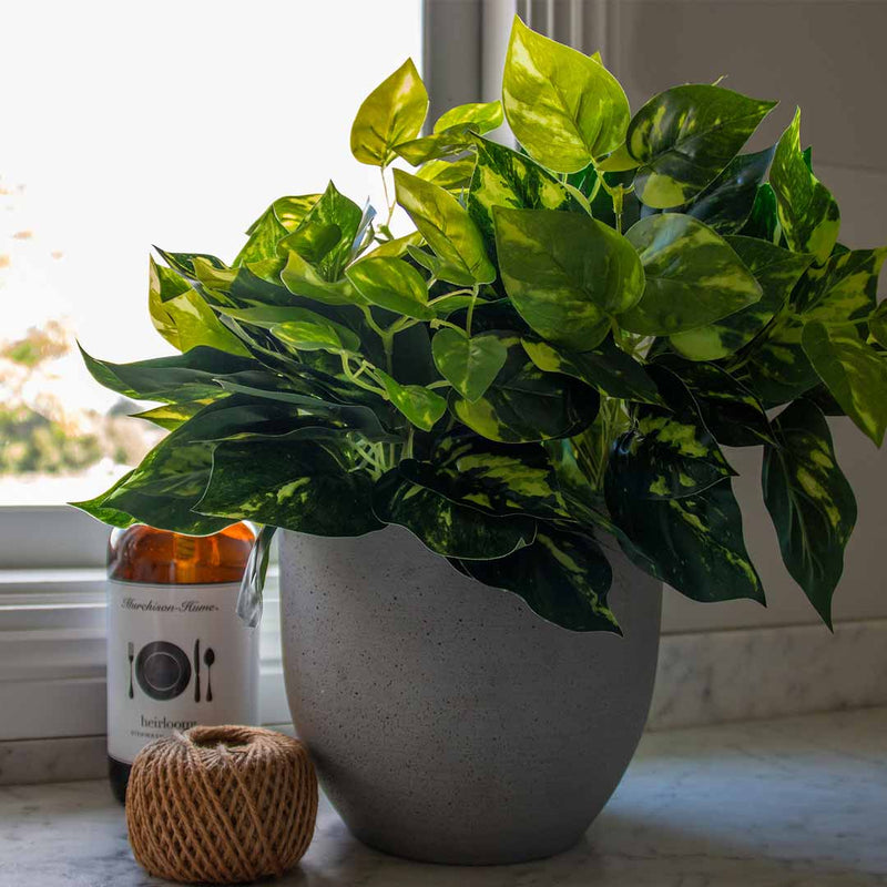 Pothos plant in pot